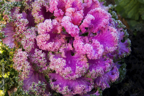 purple cauliflower close-up in the autumn frosty morning