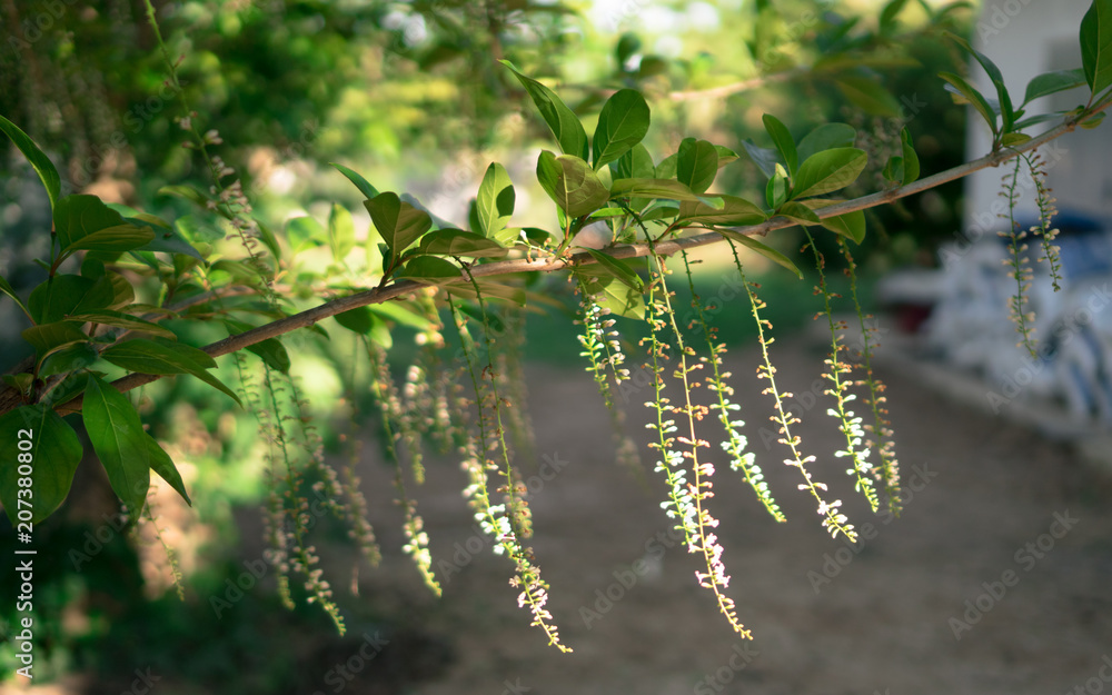 Beautiful white Citharexylum Spinosum flower on its branches in a spring season at a botanical garden.