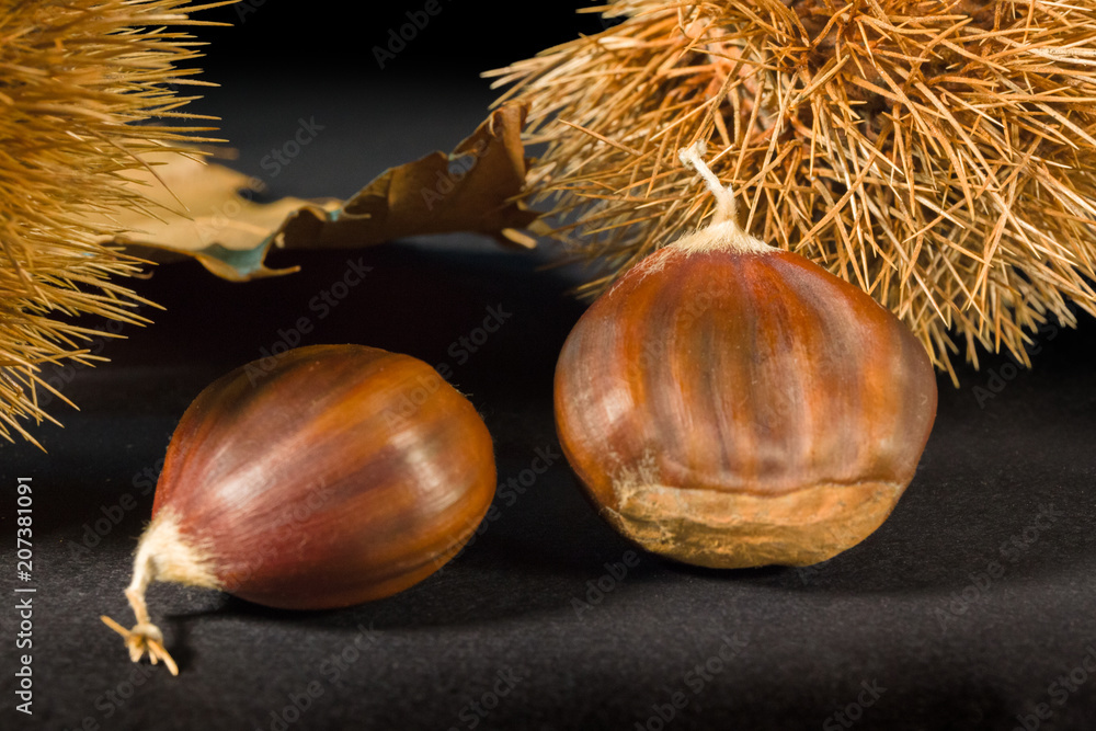 Still life on black background some chestnuts and a chestnut hedgehog. Still life on black background some chestnuts and a chestnut hedgehog.