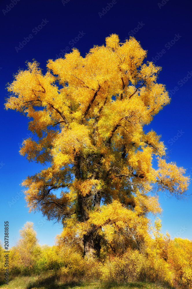 Fototapeta premium landscape