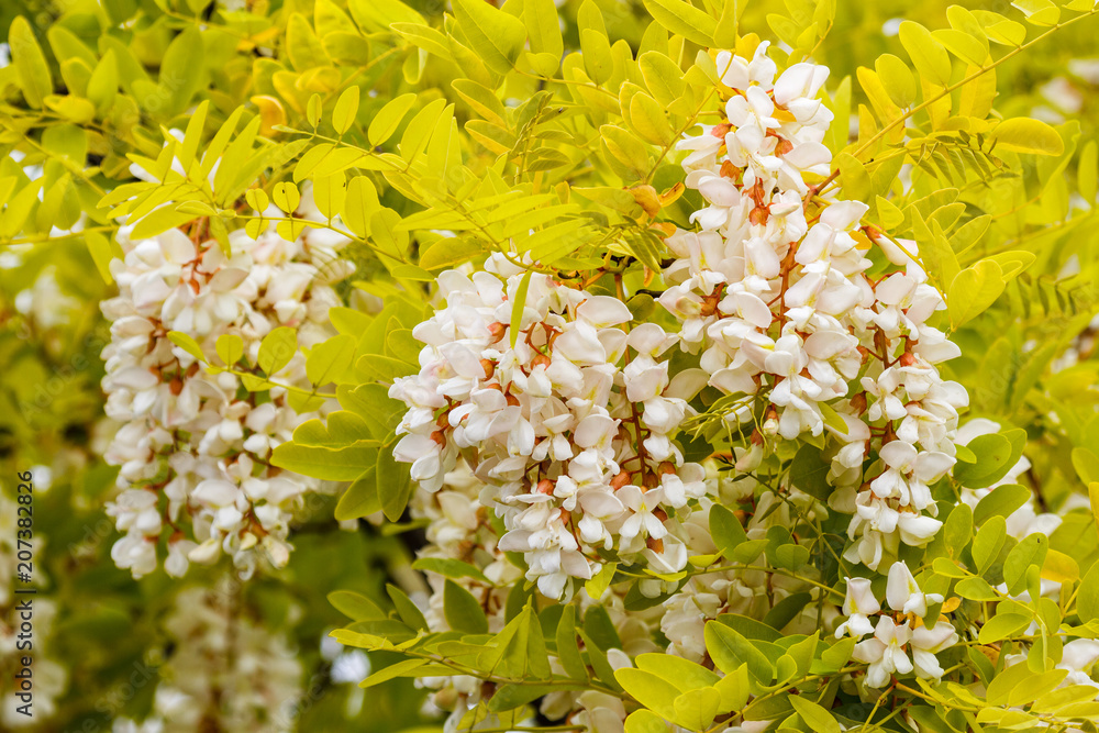 Robinia pseudoacacia. Ramas de Robinia, hojas y flores blancas. Falsa acacia.  Stock Photo | Adobe Stock