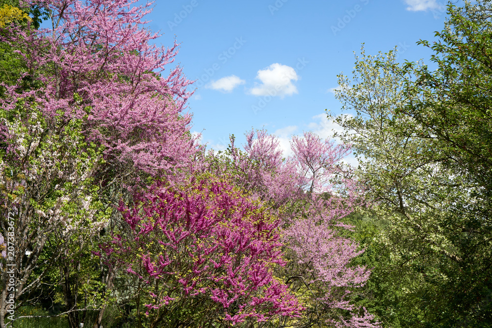 Blooomers on a spring day with nice sun. Mostly pink and violett. Blooomers on a spring day with nice sun. Mostly pink and violett.