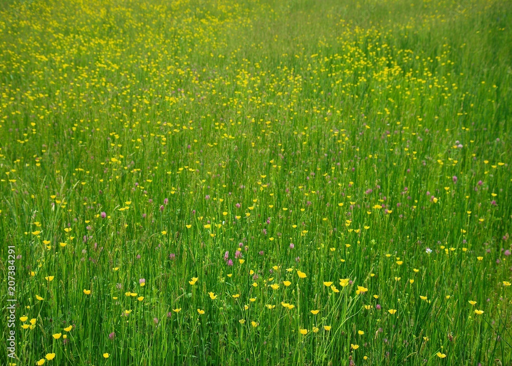 Meadow_v1.1 Meadow_v1.1