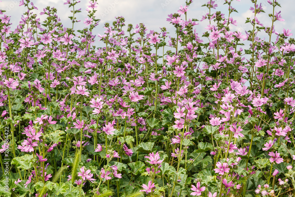 Plantas de malva común con flores. Malva sylvestris. Plantas de malva común con flores. Malva sylvestris.