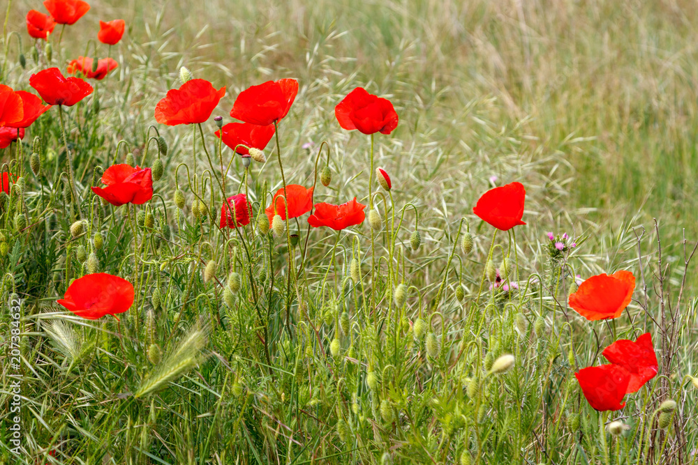 Obraz premium Amapolas silvestres. Papaver rhoeas.