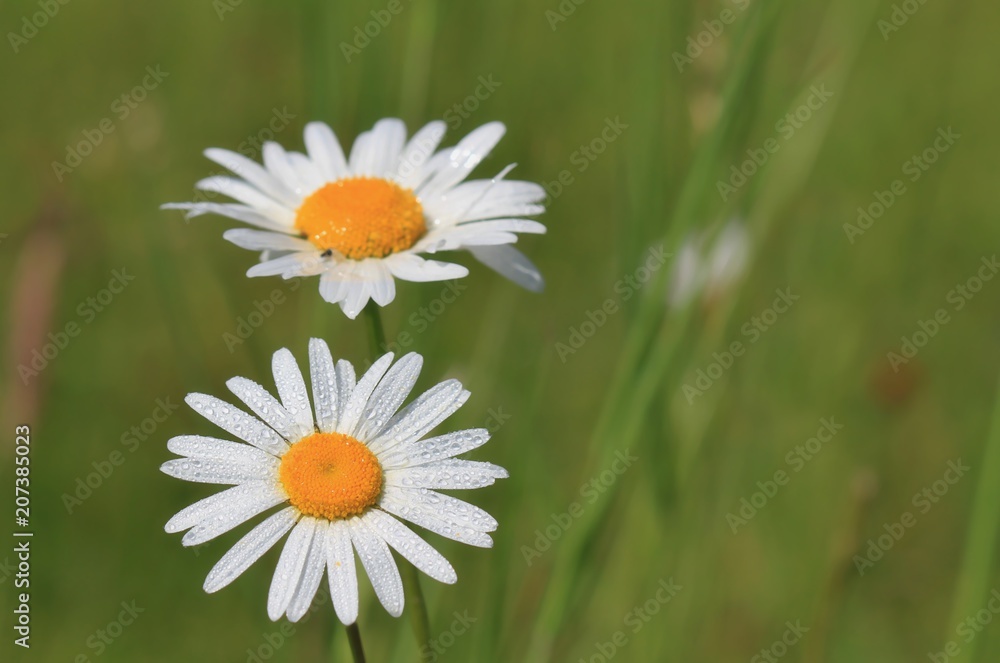 White daisy flowers on green background, close up. Flowers in the grass. Leucanthemum vulgare White daisy flowers on green background, close up. Flowers in the grass. Leucanthemum vulgare