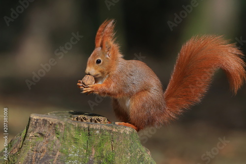 Art view on wild nature. Cute red squirrel with long pointed ears in autumn scene . Wildlife in November forest. Squirrel sitting on the stump with a nut.