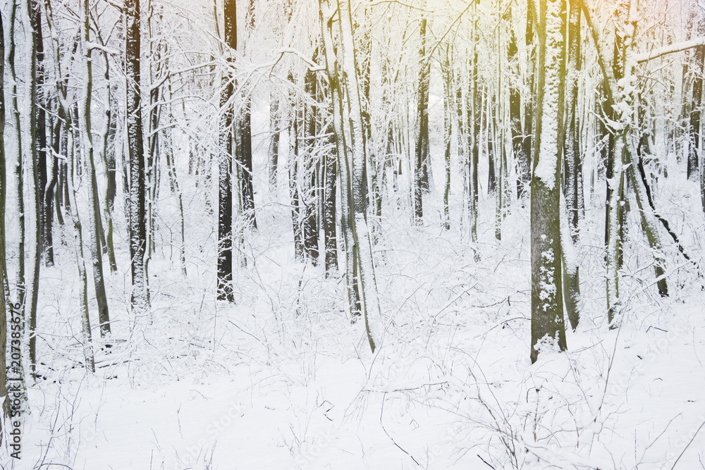 Winter forest. Thin trunks are covered with snow. Winter forest. Thin trunks are covered with snow.