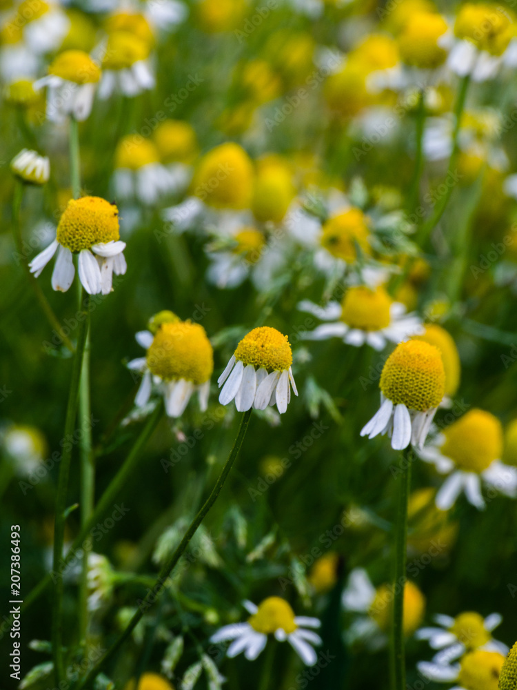 Wild camomile in the field with natural background. Matricaria chamomilla.Matricaria recutita. Summer background. Meadow of officinal camomile flowers. Wild camomile in the field with natural background. Matricaria chamomilla.Matricaria recutita. Summer background. Meadow of officinal camomile flowers.