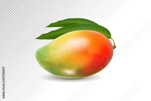 3D realistic orange red green mango on transparent background, mesh vector illustration.