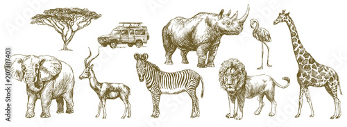 African safari animal. Hand drawn set.