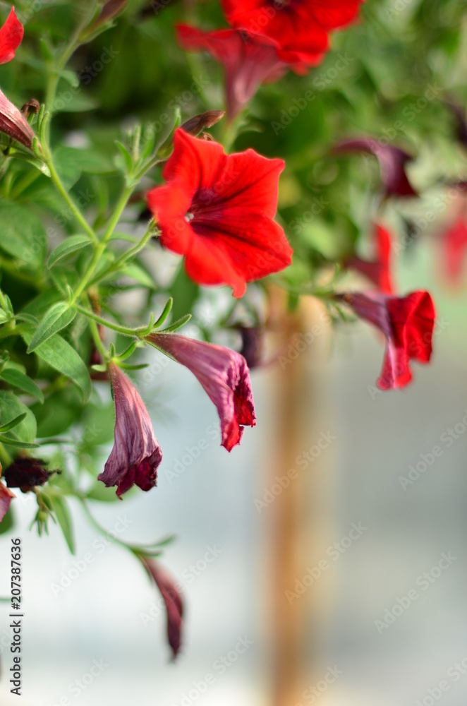 Beautiful spring flower on a white background Beautiful spring flower on a white background