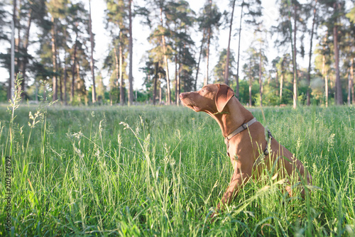 Beautiful brown dog sits in the woods on the grass and looks to the side. Portrait of a dog in the fresh air in the park. Magyar vizsla. Copyspace