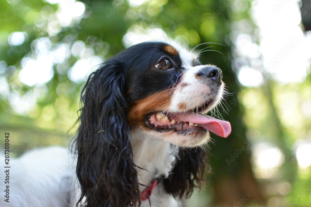 PORTRAIT  OF CUTE CAVALIER DOG WITH TONGUE OUT ON GREEN BOKEH BACKGROUND