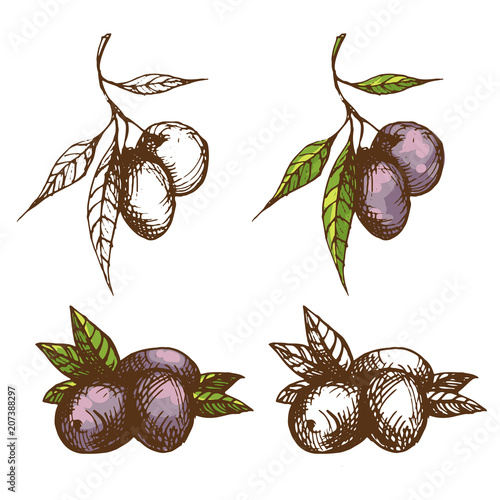 Olive branch vector illustration