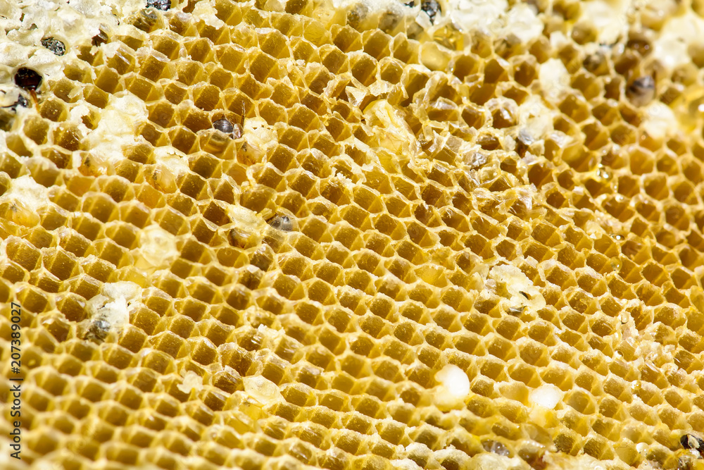 Nest of apis florea consists an embryo, adult and sweet water. Apis florea or dwarf honey bee, is one of two species of small. Nest of apis florea consists an embryo, adult and sweet water. Apis florea or dwarf honey bee, is one of two species of small.