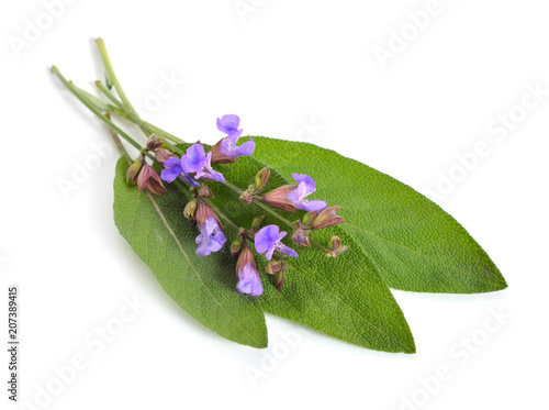 Salvia officinalis, garden sage or culinary sage. Isolated on white photo