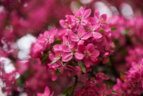 Close-up view of beautiful bright pink almond flowers, selective focus