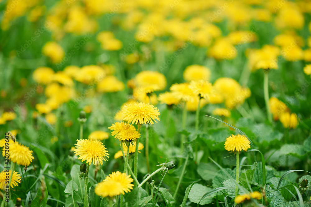 Obraz premium selective focus of beautiful bright yellow blooming dandelions