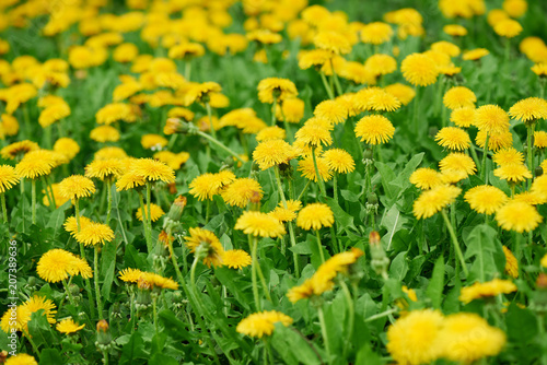 close-up view of beautiful bright yellow blooming dandelions