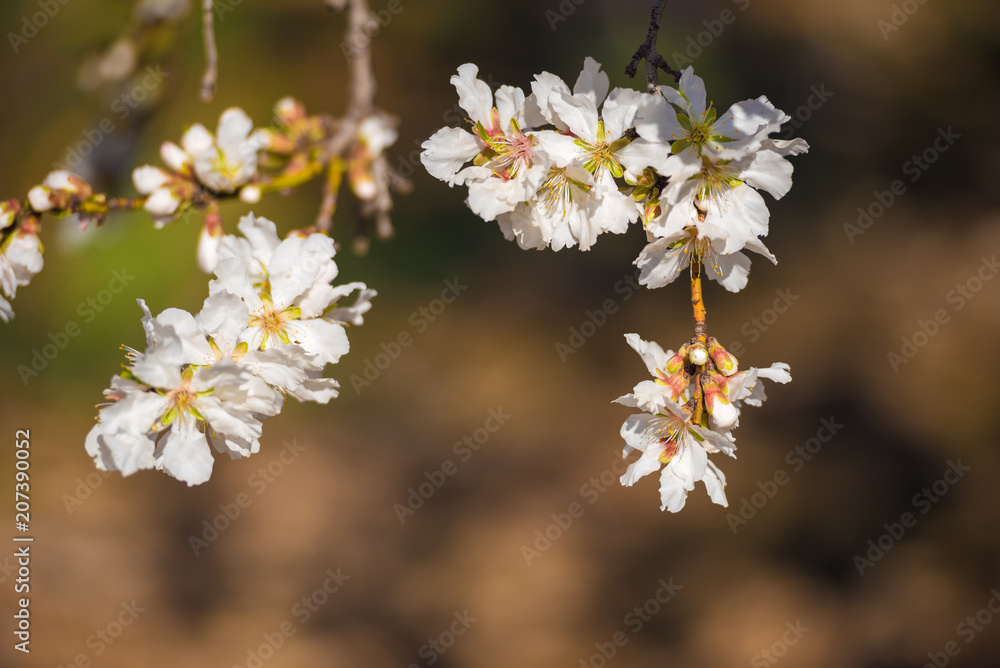 Flowering almond branches, close-up. Blurred background.
