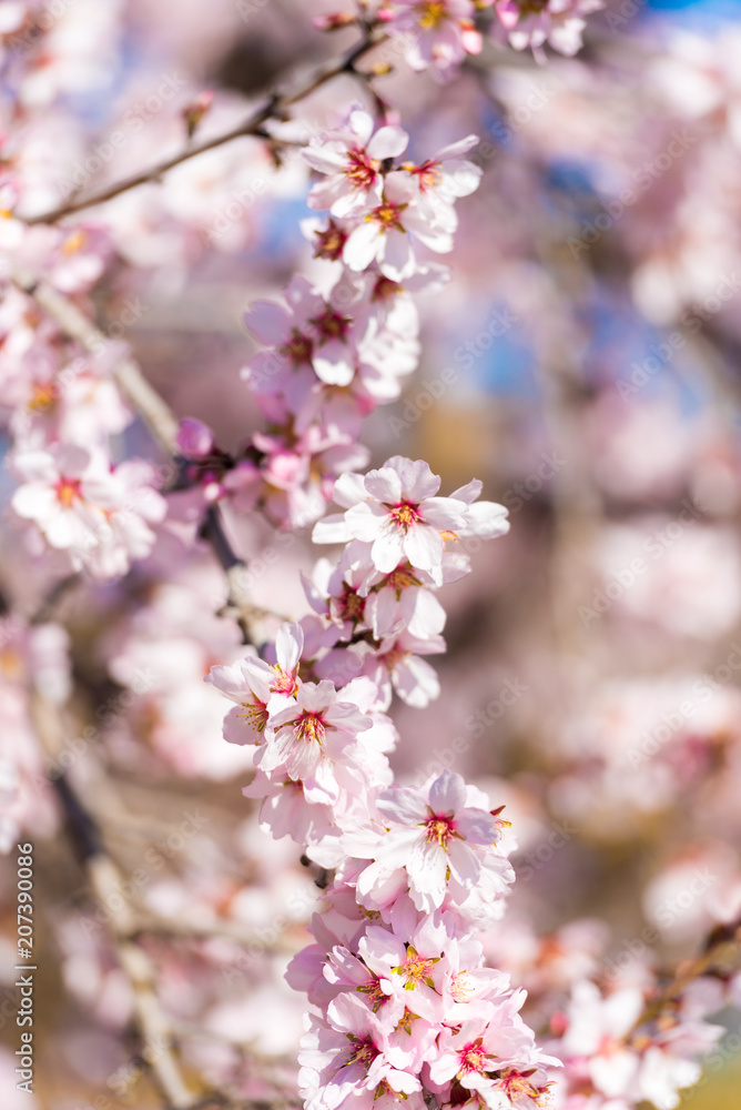 The vernal blooming of an almond tree. Blue sky background, pink flowers. Vertical. Close-up.