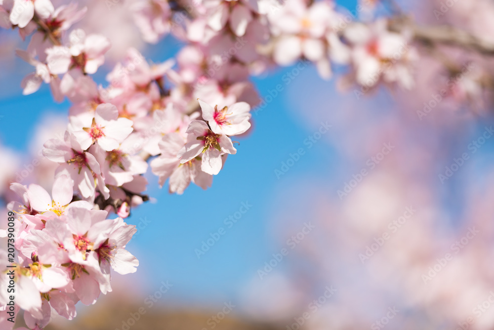 Pink flowering almond trees against blue sky, blurred background. Close-up.