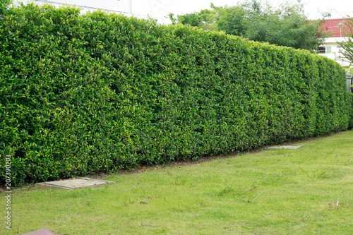 Wall tree..Backyard bush fence.