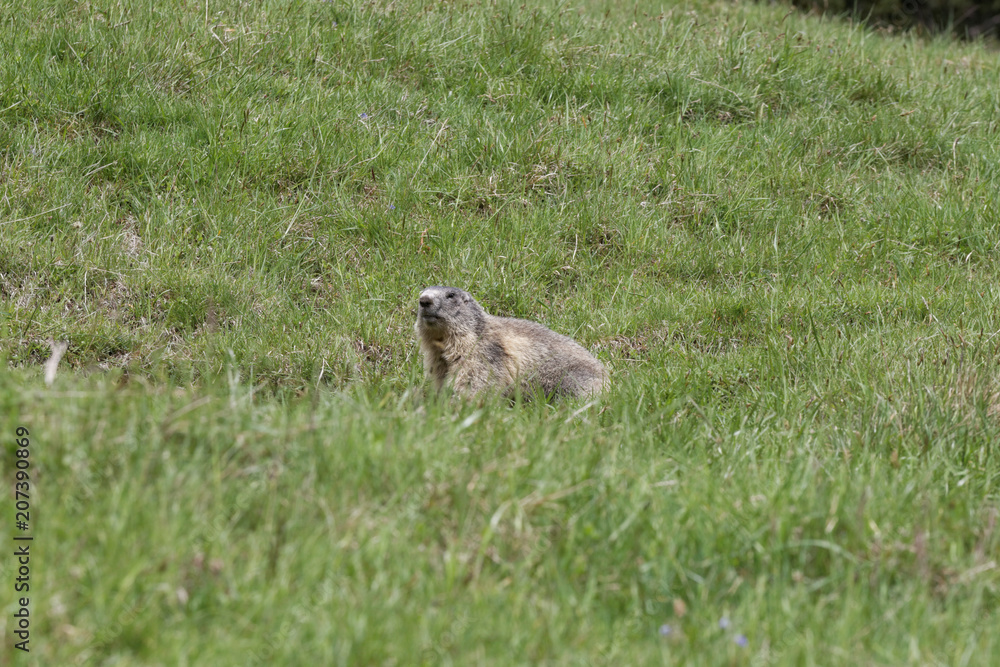 Fototapeta premium Marmotte vigilante