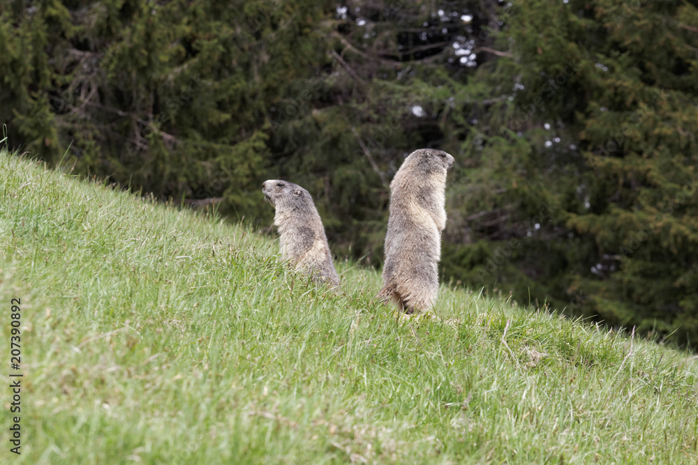Fototapeta premium Marmotte vigilante