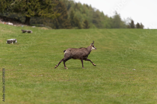 Chamois © David LEVEQUE