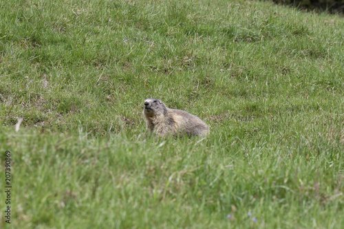 Marmotte vigilante
