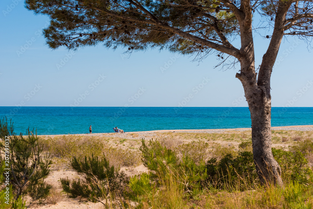 MIAMI PLATJA, SPAIN - APRIL 24, 2017: Beach landscape of a pine at the sea. Copy space for text. MIAMI PLATJA, SPAIN - APRIL 24, 2017: Beach landscape of a pine at the sea. Copy space for text.