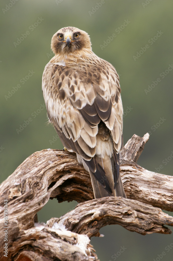 Booted Eagle, Aquila pennata Booted Eagle, Aquila pennata