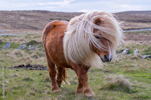 Fotografia A portrait of a lone Shetland Pony on a Scottish Moor on the Shetland Islands