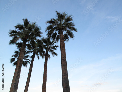 palm trees in Montecarlo © simona