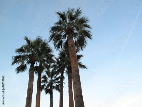 palm trees in Montecarlo