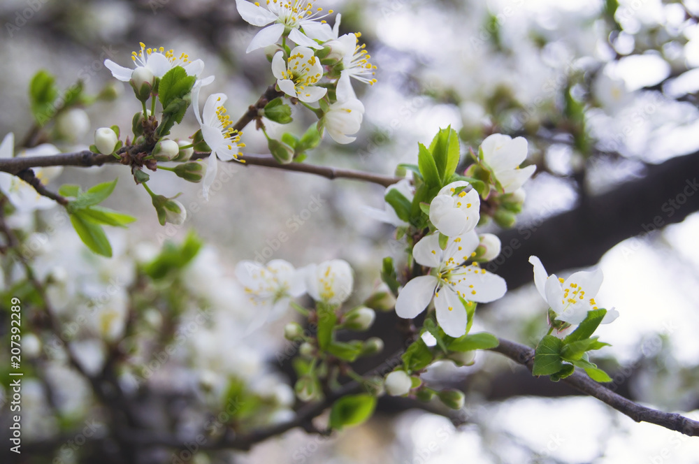Obraz premium Spring flowering fruit tree with green leaves