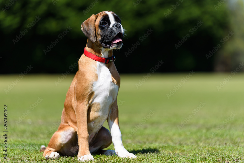 German Boxer Puppy Dog in a Field on a Spring Day