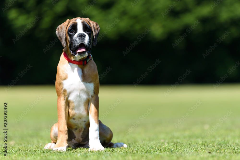 German Boxer Puppy Dog in a Field on a Spring Day