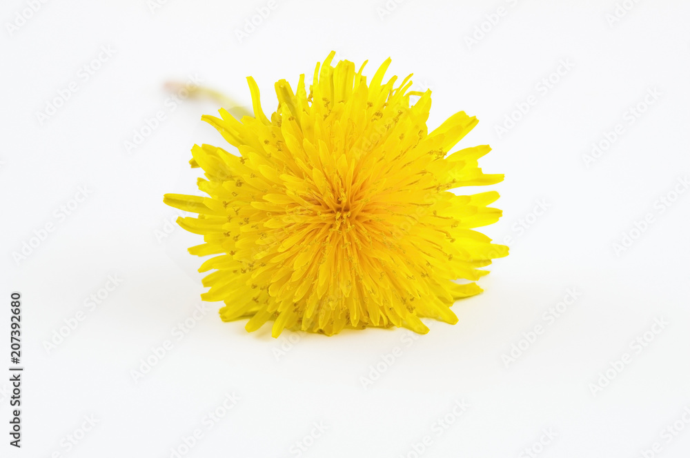 yellow dandelion flower on a light background yellow dandelion flower on a light background