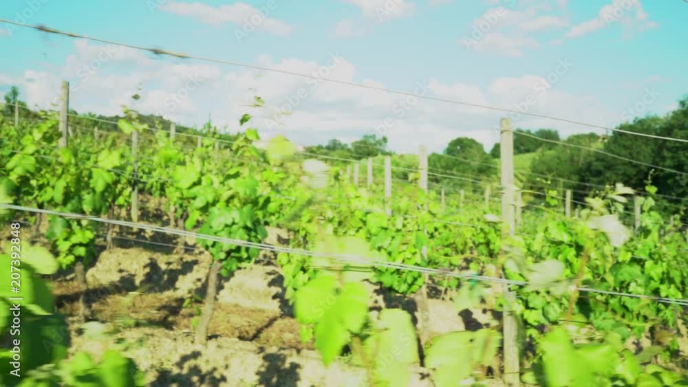 Gorgeous green vineyards in Tuscany, Italy Gorgeous green vineyards in Tuscany, Italy