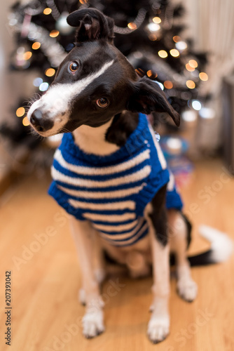 Black & White Collie Dog, wearing a Christmas Jumper at home