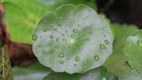 Water drop on the Centella plant leaves floating on water and movement by the wind, Green pattern of asiatic leaf drift on the water. photo