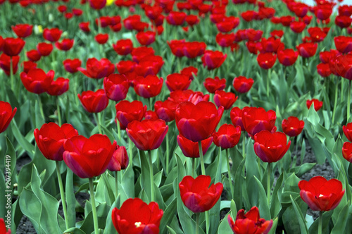 A beautiful glade with a glade with a red red tulip