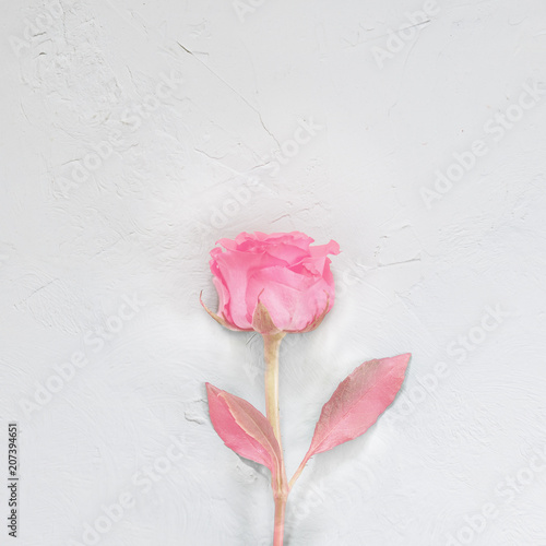 Single beautiful pink rose on white textural background. minimalism. View from above. Trend photo