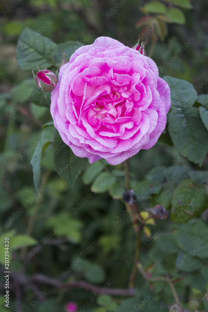 Rose flower. Pink rose flower on a background of green leaves in the garden. Rose flower. Pink rose flower on a background of green leaves in the garden.