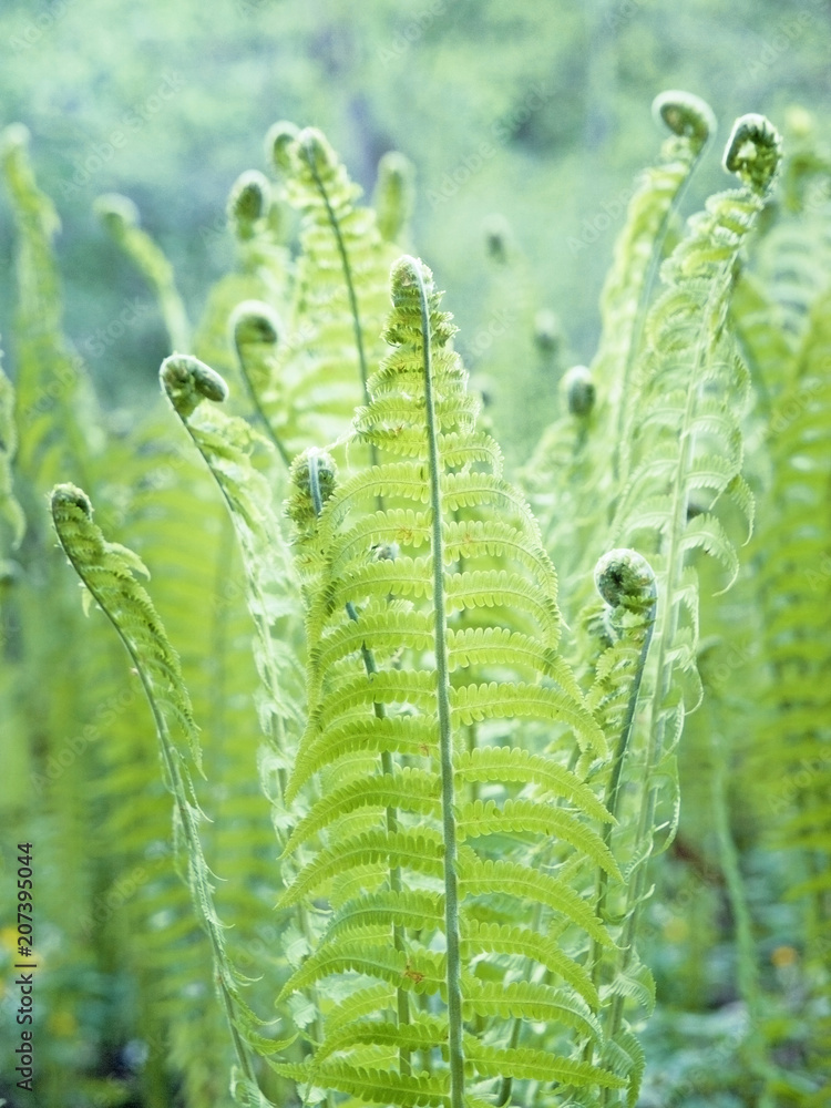 A batch of young growing rolled springs of the shuttlecock fern, or ostrich fern, Matteuccia struthiopteris, on blurred green background in the morning sun A batch of young growing rolled springs of the shuttlecock fern, or ostrich fern, Matteuccia struthiopteris, on blurred green background in the morning sun