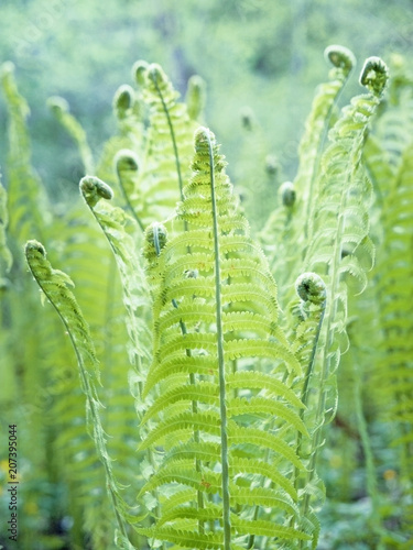 A batch of young growing rolled springs of the shuttlecock fern, or ostrich fern, Matteuccia struthiopteris, on blurred green background in the morning sun