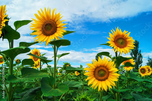 Colorful sunflower field during flowering